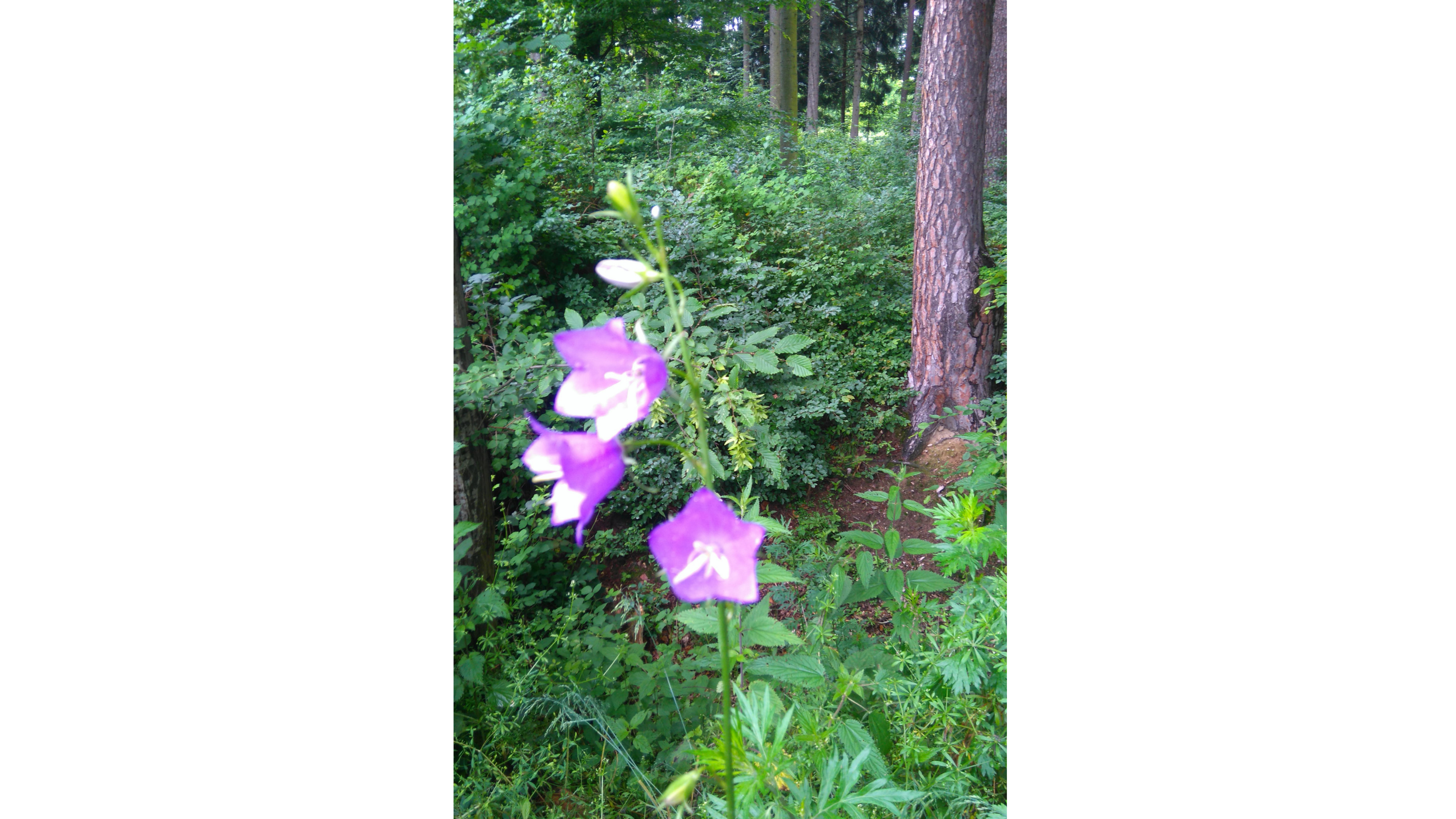 Violette Blumen im Wald